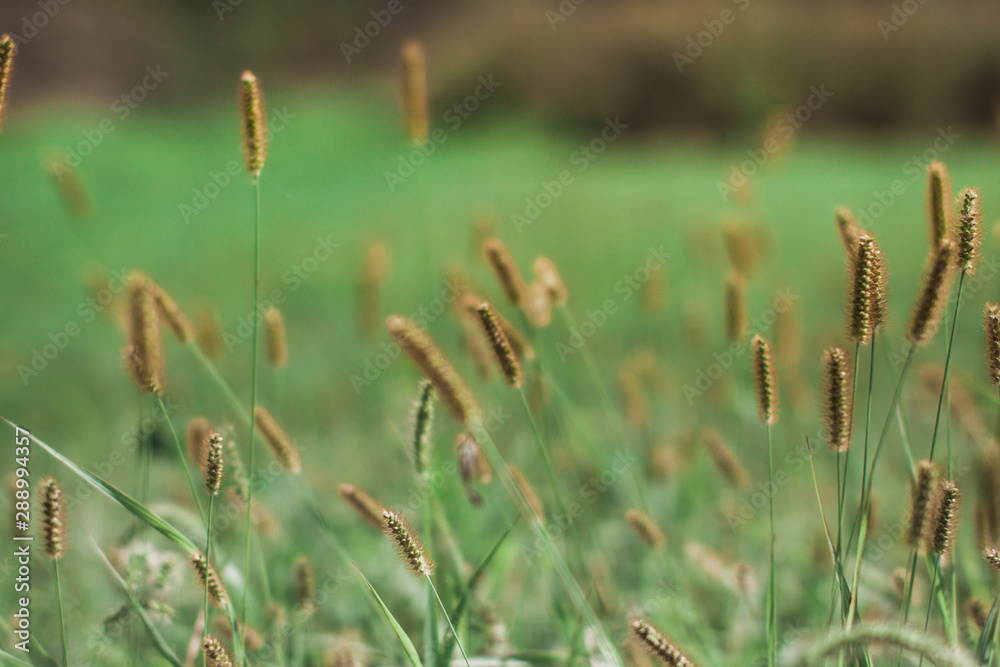 Background and texture. Lawn grass in late summer Background and texture. Lawn grass in late summer