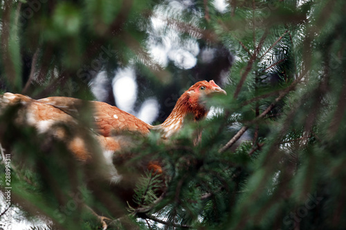 Rhode Island Red Hen Chicken