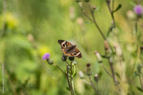 Common Buckeye butterfly, Junonia coenia, feeds on a field filled with Spotted Knapweed on a summer morning