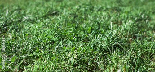 Background and texture. Lawn grass in late summer