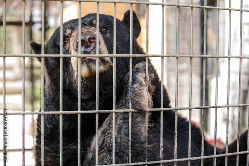 Black Bear In Cage