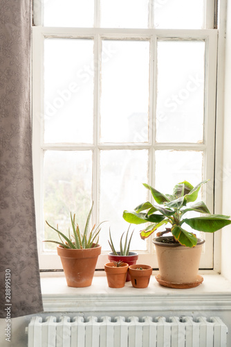 Tropical plants on a window sill