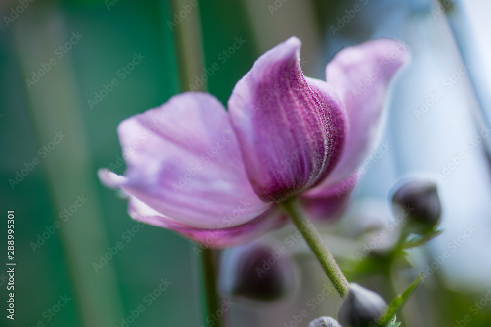Naklejka premium Summer flowers