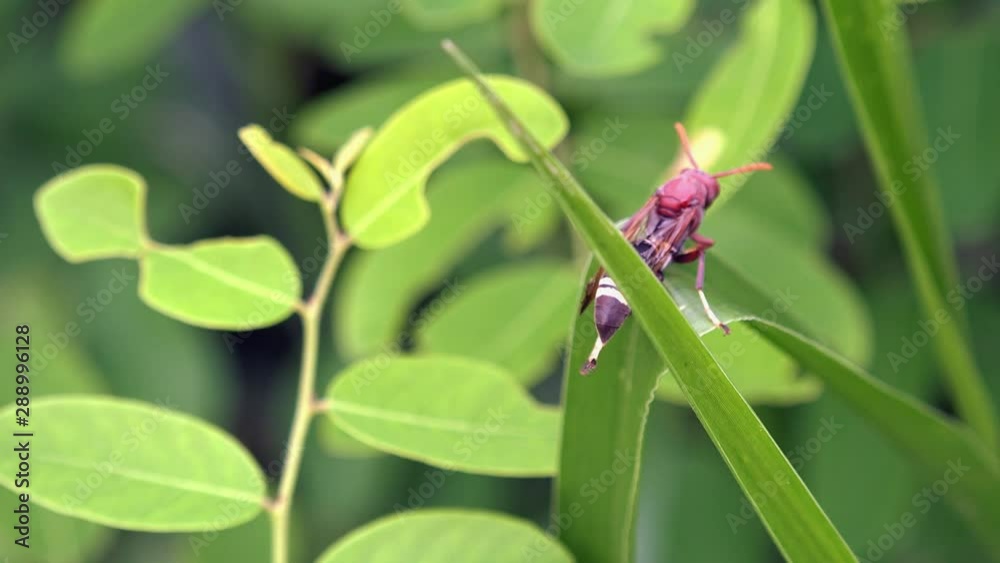 Close Shot of a Large Wasp on a Green Plant Leaf Close Shot of a Large Wasp on a Green Plant Leaf