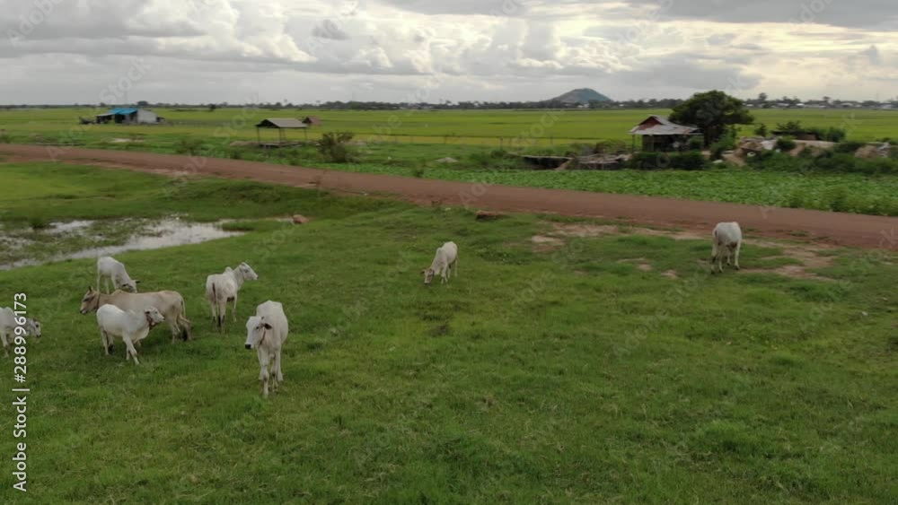 Drone Shot of Cows In a Field in the Countryside Drone Shot of Cows In a Field in the Countryside
