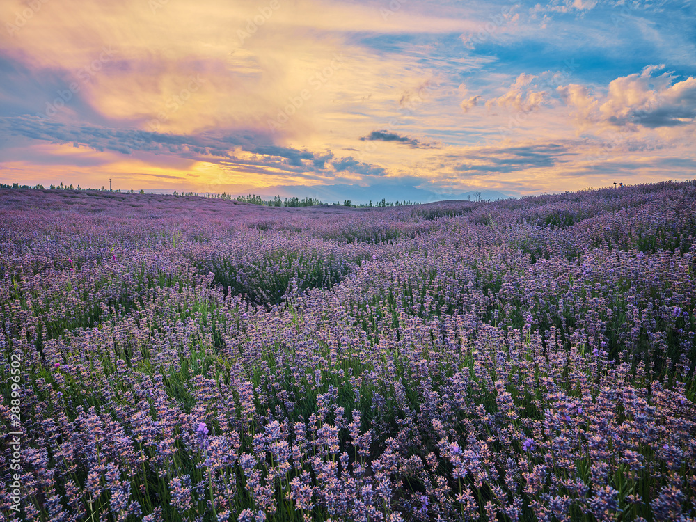 Fototapeta premium sunset time of human grassland in xinjiang
