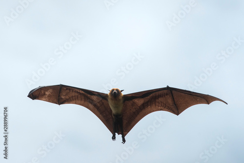 Bat flying on blue sky background ,Lyle's flying fox
