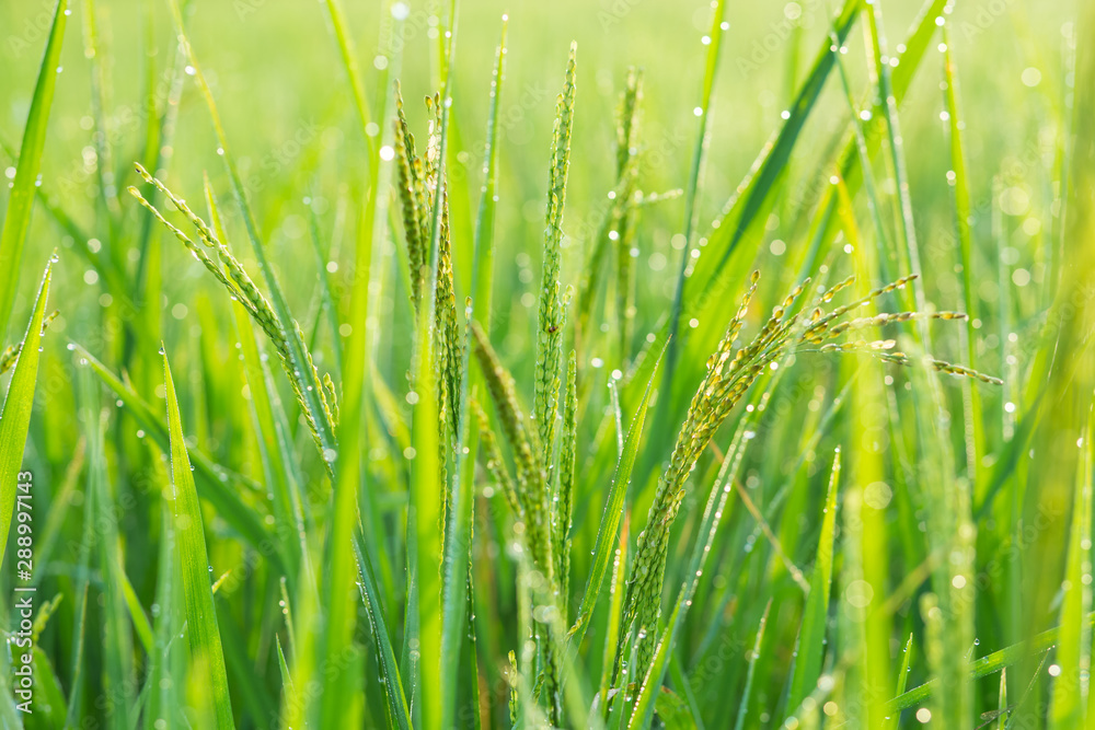Fototapeta premium The beauty of Thailand rice, beautyfull background. field, paddy, rice field farm, View of Young rice, 
