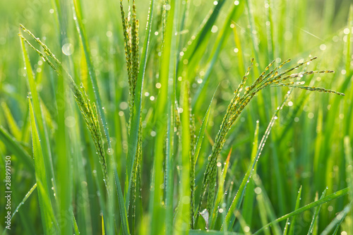 dew on leaf farm field.green background. field, paddy, rice field farm, View of Young rice, sprout ready to growing in the rice field 