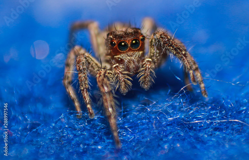 wild spider macro photography 