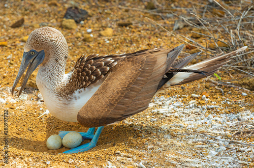 Fotografie Close up of a Blue Footed Booby (Sula Nebouxii) brooding two eggs in its nest on by Punta Pitt on San Cristobal island, Galapagos islands national park, Ecuador