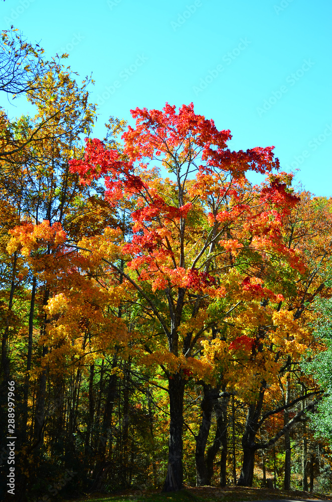 Autumn Tree 2