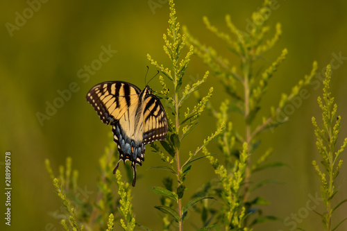 Swallowtail