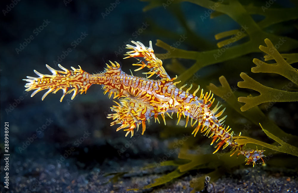 The ornate ghost pipefish is special and small fish. Their name got because they are found in a particular place only a few days before they disappear mysterious like a ghost