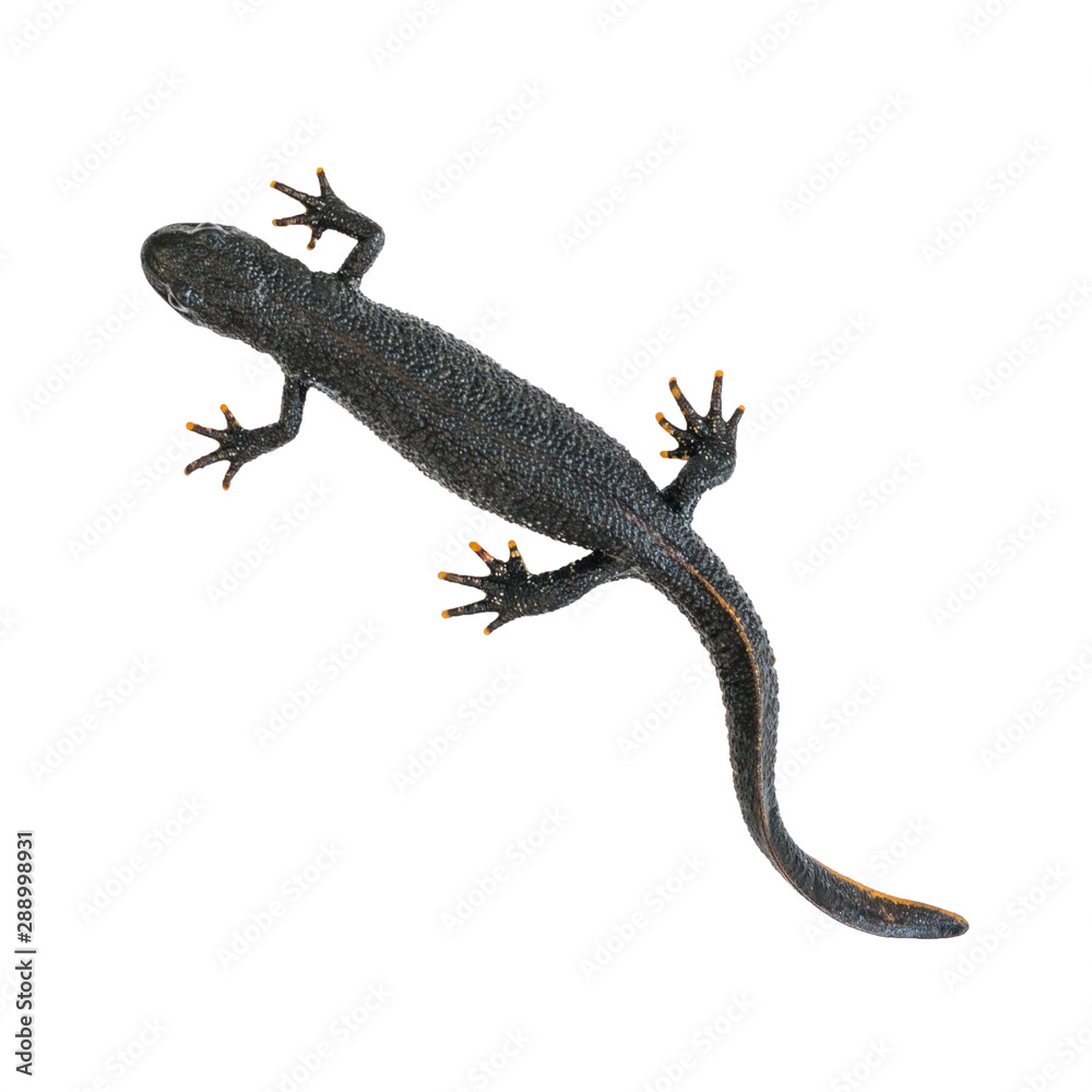 Fototapeta premium Black Triton lizard isolated on white background. The view from the top.