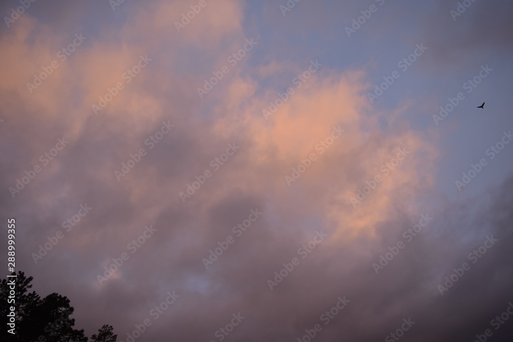 Obraz premium Cloudy sky background with bird