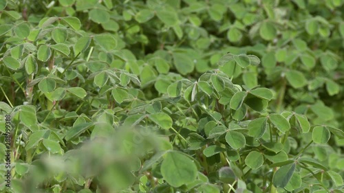 Wallpaper Mural Large coverage of plant shrubs on the floor with a panning up shot Torontodigital.ca