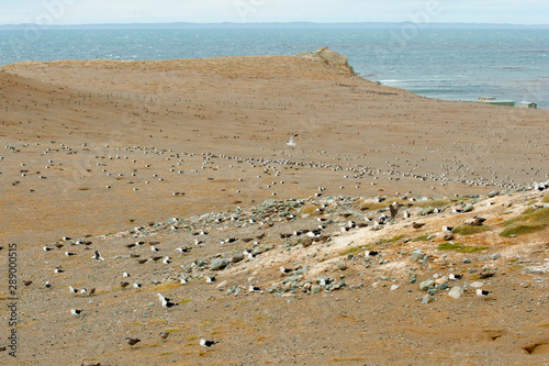 Penguins - Magdalena Island - Chile