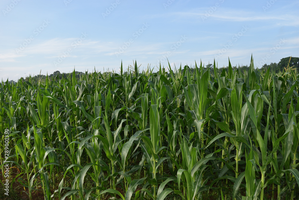 field of corn or Indian corn farming at autumn time 