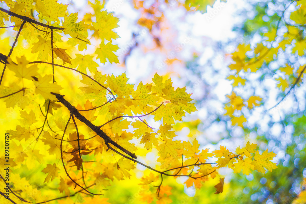 Fototapeta premium bright yellow autumn leaves on tree