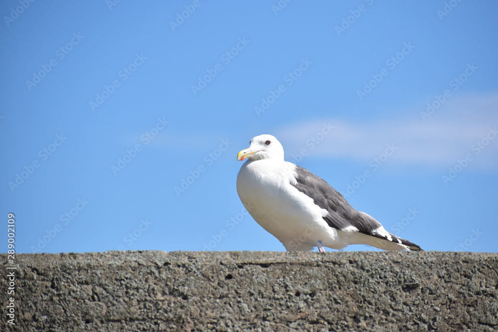 堤防のカモメと青空