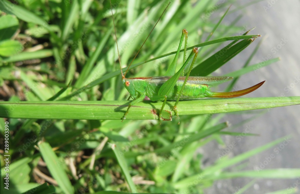 Green grasshopper on grass in Florida nature, closeup Green grasshopper on grass in Florida nature, closeup