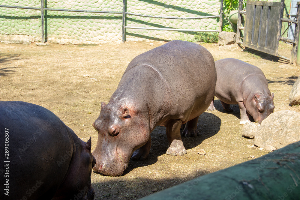 Hippopotamus at the Pomerode Zoo in Santa Catarina, Brazil Hippopotamus at the Pomerode Zoo in Santa Catarina, Brazil