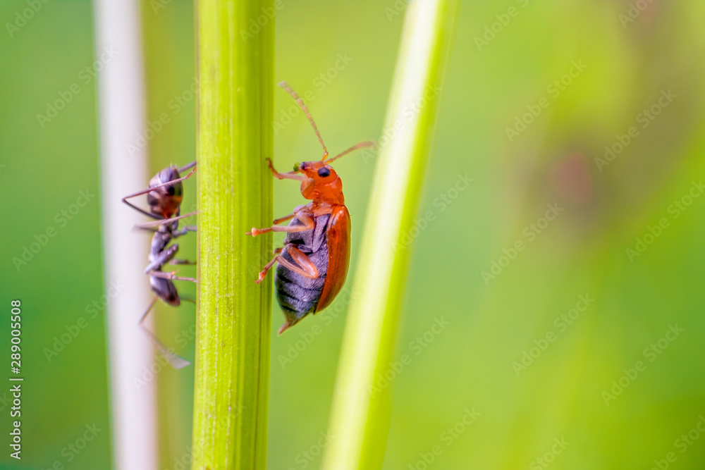 A ladybug, Macro Photograph. A ladybug, Macro Photograph.
