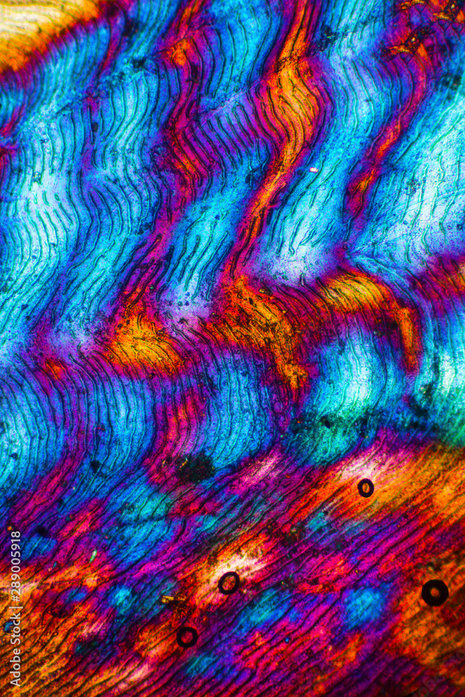 Abstract micrograph of a fish scale from a yellowfin tuna.