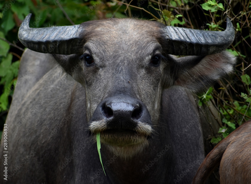 Naklejka premium Face of a water buffalo staring directly at the camera
