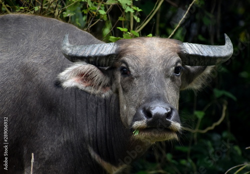 Head of a water buffalo looking at the camera © Mick Carr