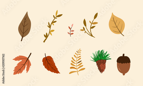 Autumn Leaf Vector Illustration Set