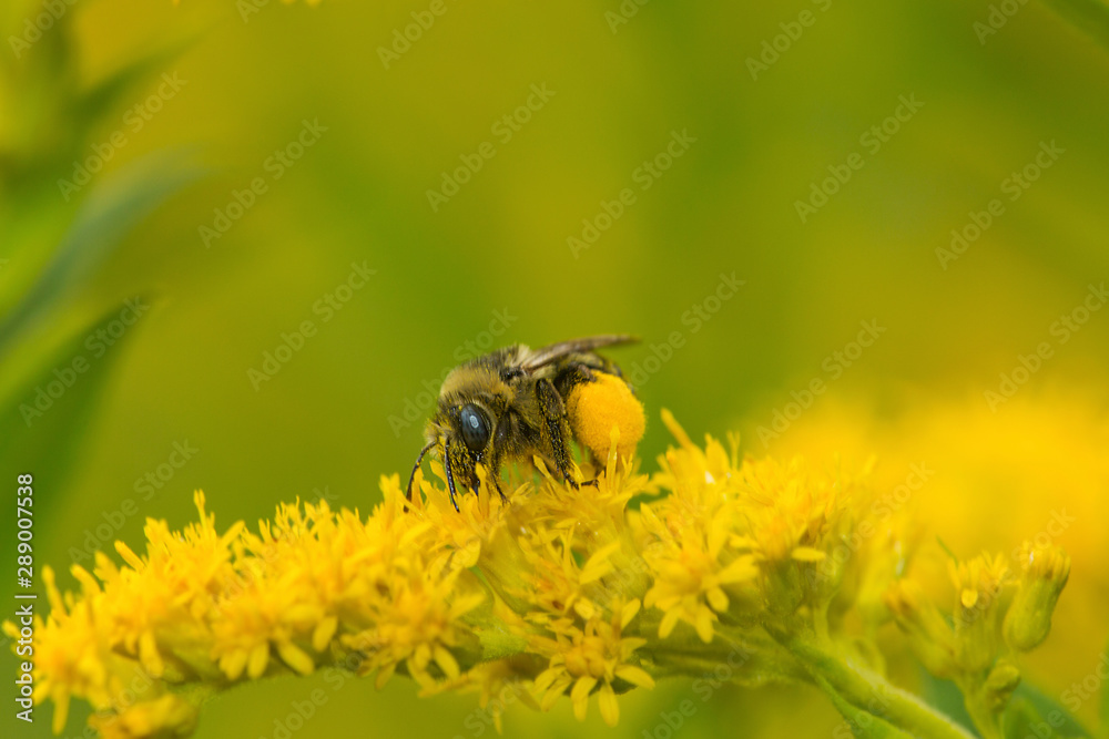 Plasterer bee with huge corbicula filled with goldenrod pollen. Plasterer bee with huge corbicula filled with goldenrod pollen.