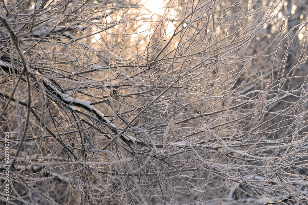Beautiful winter forest lit by the evening sun. WInter background Beautiful winter forest lit by the evening sun. WInter background