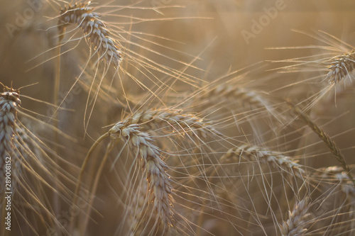 golden wheat field and sunny day