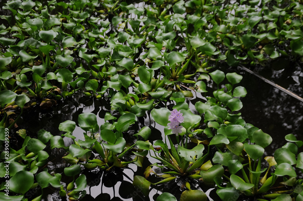 Fototapeta premium flowers in the garden