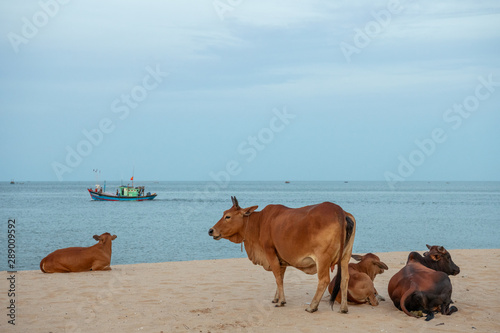 Obraz na plátně sunset on the beach with cows watching the boats go by