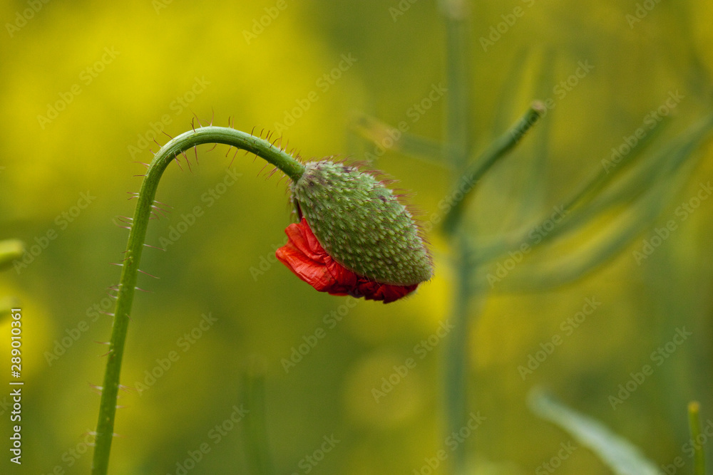 Obraz premium Klatschmohn (Papaver rhoeas)