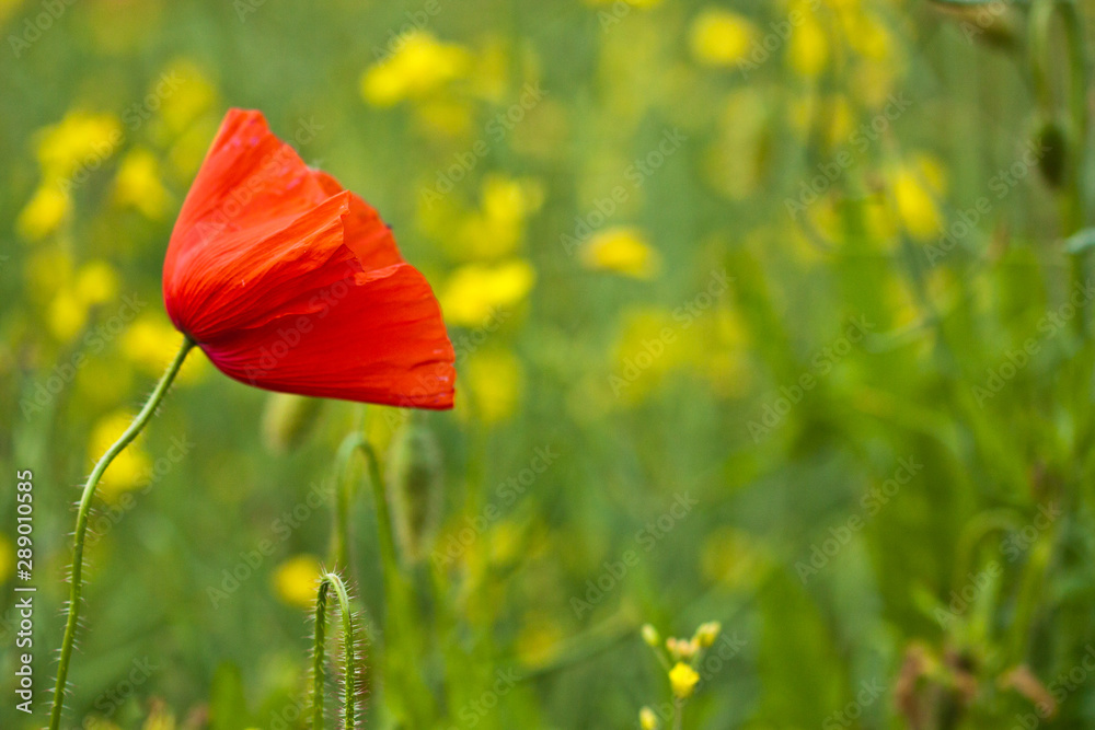 Fototapeta premium Klatschmohn (Papaver rhoeas)