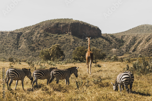 Photography Flock of zebras and giraffe walking in Kenya national park in Africa