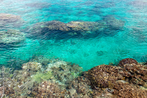 Fototapeta Naklejka Na Ścianę i Meble -  ニューカレドニア ロイヤルティ諸島　マレ島　ノード湾のサンゴ礁