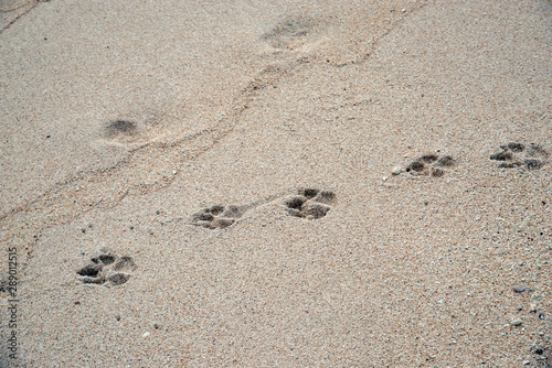 ニューカレドニア ロイヤルティ諸島 マレ島 エニビーチの犬の足跡