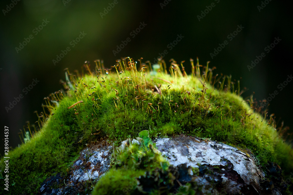 green moss on the rock