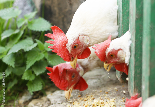 hen eating grain through the wooden green fence close up photo photo