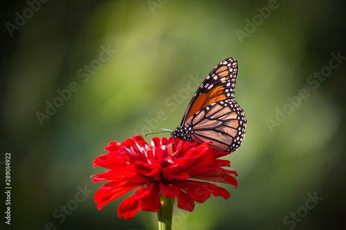 Monarch butterfly on red flower blossom in urban garden