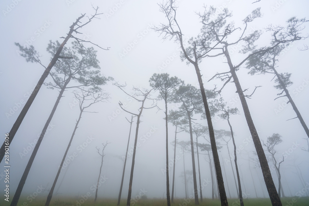 Fototapeta premium Landscape pine tree forest in the mist at Phu Soi Dao national park Uttaradit province Thailand