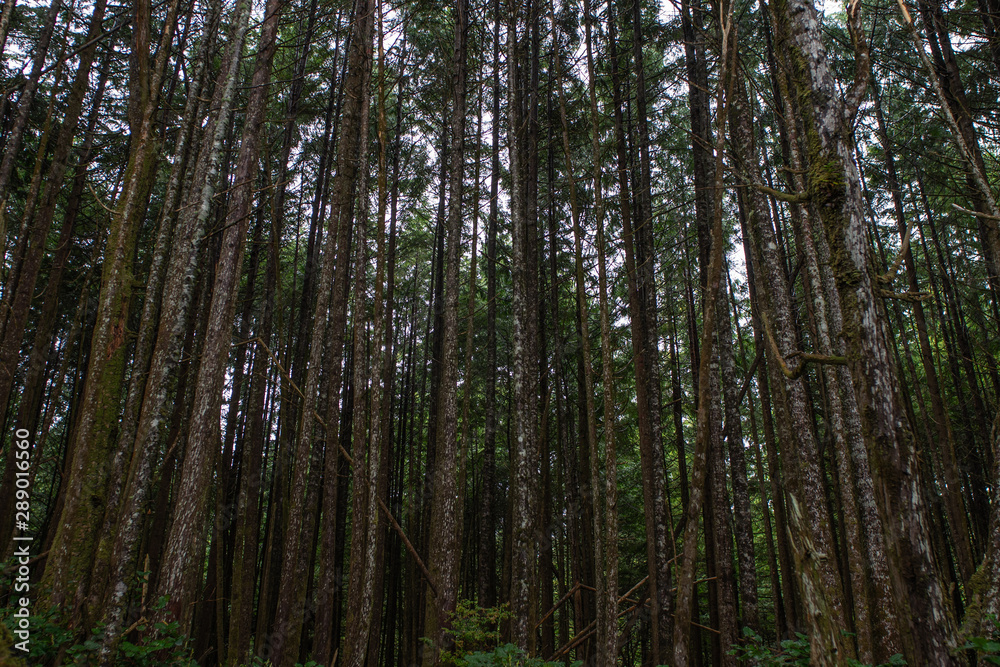 Vancouver Island Regenwald
