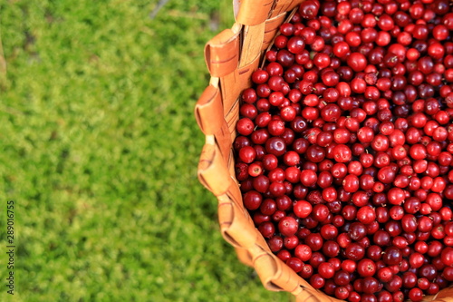 Autumn background with red berries and grass. Berries in a basket