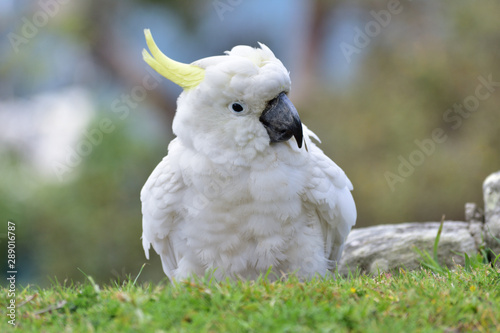 portrait of a cockatoo