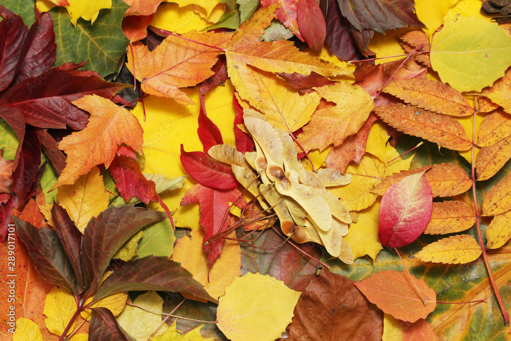 Obraz premium Background formed with bright autumn leaves